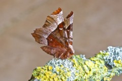 Selenia tetralunaria - Purple Thorn, Woodside Nurseries, Austerfield.