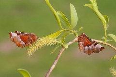 Selenia tetralunaria - Purple Thorn, Woodside Nurseries, Austerfield.