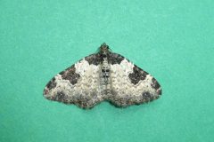 Xanthorhoe fluctuata - Garden Carpet - Kirk Smeaton