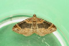 Xanthorhoe ferrugata - Dark-barred Twin-spot Carpet - Kirk Smeaton