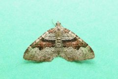 Xanthorhoe designata - Flame Carpet - Kirk Smeaton