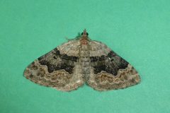 Xanthorhoe quadrifasiata  - Large Twin-spot Carpet - Kirk Smeaton