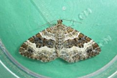 Epirrhoe alternata alternata - Common Carpet - Kirk Smeaton