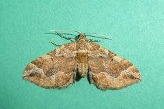 Pelurga comitata - Dark Spinach - Kirk Smeaton