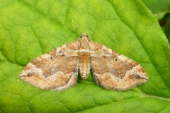 Pelurga comitata - Dark Spinach - Kirk Smeaton