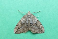 Thera juniperata juniperata - Juniper Carpet - Kirk Smeaton