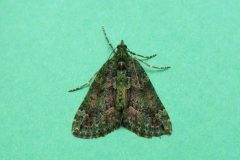 Chloroclysta siterata - Red-green Carpet - Kirk Smeaton