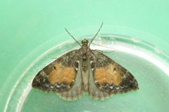 Chloroclysta truncata - Common Marbled Carpet - Kirk Smeaton