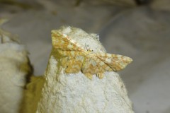 Hydrelia flammeolaria - Small Yellow Wave - Brockadale NR