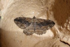 Philereme transversata britannica - Dark Umber -Brockadale NR