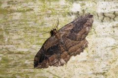 Philereme transversata britannica - Dark Umber -Brockadale NR