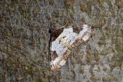 Melanthia procellata - Pretty Chalk Carpet - Brockadale NR