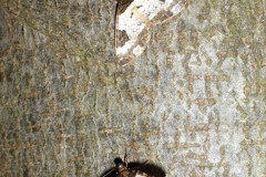 Melanthia procellata - Pretty Chalk Carpet - Brockadale NR