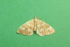 Perizoma flavofasciata -  Sandy Carpet - Kirk Smeaton