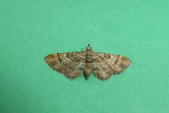 Gymnoscelis ruffasciata - Double-striped Pug - Kirk Smeaton