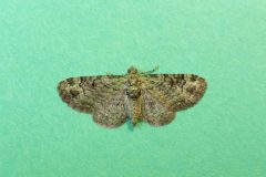 Pasiphila rectangulata - Green Pug - Kirk Smeaton