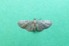 Eupithecia haworthiata - Haworth's Pug - Kirk Smeaton