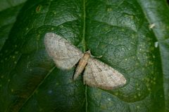 Eupithecia haworthiata - Haworth's Pug - Kirk Smeaton