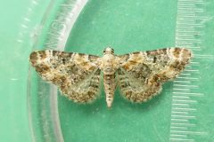 Eupithecia pulchellata - Foxglove Pug - Kirk Smeaton