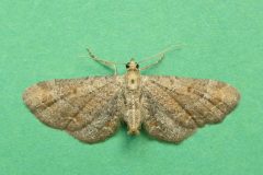 Eupithecia simpliciata - Plain Pug - Kirk Smeaton