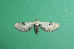 Eupithecia centaureata - Lime-speck Pug - Kirk Smeaton