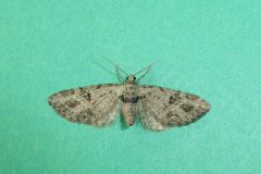 Eupithecia exiguata - Mottled Pug - Kirk Smeaton