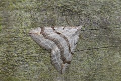 Aplocera efformata - Lesser Treble-bar -  Kirk Smeatonson