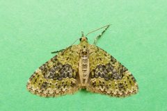 Acasis viretata - Yellow-barred Brindle - Kirk Smeaton