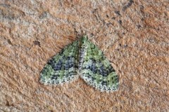 Acasis viretata - Yellow-barred Brindle, Woodside Nurseries, Austerfield.