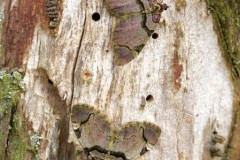 Anticlea derivata - The Streamer, Woodside Nurseries, Austerfield.