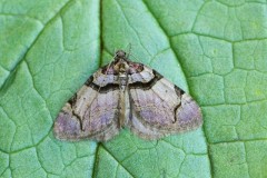 Anticlea derivata - The Streamer, Woodside Nurseries, Austerfield.