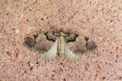 Anticlea derivata - The Streamer, Woodside Nurseries, Austerfield.