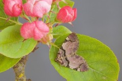 Anticlea derivata - The Streamer, Woodside Nurseries, Austerfield.