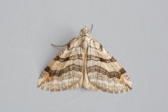 Aplocera efformata - Lesser Treble-bar, Woodside Nurseries, Austerfield.