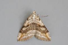 Aplocera efformata - Lesser Treble-bar, Woodside Nurseries, Austerfield.