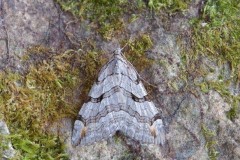 Aplocera plagiata, -Treble-bar, Woodside Nurseries, Austerfield.