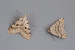 Aplocera plagiata - Treble-bar and Aplocera efformata - Lesser Treble-bar, Woodside Nurseries, Austerfield.