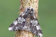 Biston strataria - Oak Beauty, Woodside Nurseries, Austerfield.