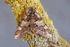 Biston strataria - Oak Beauty, Woodside Nurseries, Austerfield.