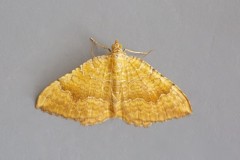 Camptogramma bilineata - Yellow Shell, Woodside Nurseries, Austerfield.