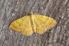 Camptogramma bilineata - Yellow Shell, Woodside Nurseries, Austerfield.