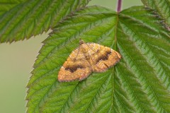 Camptogramma bilineata - Yellow Shell, Woodside Nurseries, Austerfield.