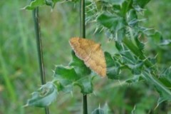 Camptogramma bilineata bilineata - Yellow Shell moth, Cusworth Hall and Park