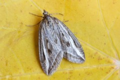 Chesias legatella - The Streak, Woodside Nurseries, Austerfield.