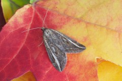 Chesias legatella - The Streak, Woodside Nurseries, Austerfield.