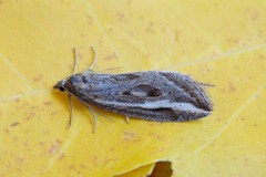 Chesias legatella - The Streak, Woodside Nurseries, Austerfield.