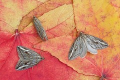 Chesias legatella - The Streak, Woodside Nurseries, Austerfield.