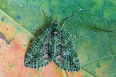 Chloroclysta siterata - Red-green Carpet, Woodside Nurseries, Austerfield.