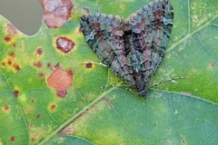 Chloroclysta siterata - Red-green Carpet, Woodside Nurseries, Austerfield.