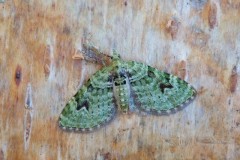 Chloroclystis v-ata - V-Pug, Woodside Nurseries, Austerfield.